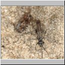 Pompilus cinereus - Wegwespe w60f traegt Wolfsspinne ein - Sandgrube OS-Wallenhorst.jpg